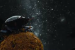 Dung Beetles Use Milky Way for Night Navigation