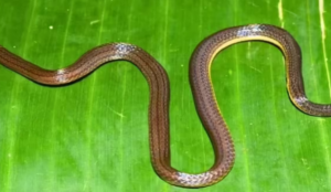 New Snake Species Discovered in Meghalaya’s Garo Hills