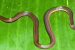New Snake Species Discovered in Meghalaya’s Garo Hills