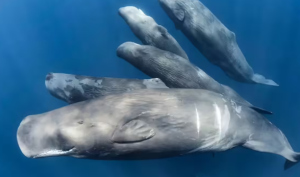 Sperm Whales May Use Human-Like Language Patterns