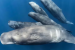 Sperm Whales May Use Human-Like Language Patterns