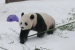 China to Send Giant Pandas to Atlanta Again