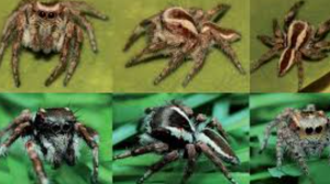 Two New Jumping Spider Species Found in India