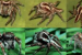 Two New Jumping Spider Species Found in India
