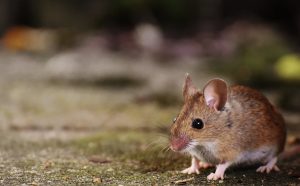 Hantavirus Outbreak on Atlantic Cruise Ship