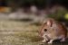 Hantavirus Outbreak on Atlantic Cruise Ship