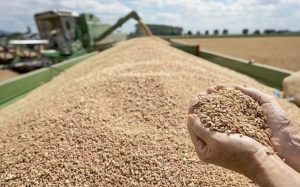 India Permits Wheat Exports After Four-Year Ban