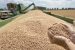 India Permits Wheat Exports After Four-Year Ban