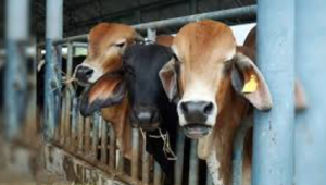 UP Approves Cow Dung Economy Push