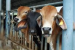 UP Approves Cow Dung Economy Push