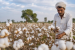 Cabinet Launches Cotton Productivity Mission