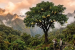 Scientists Discover Rare Giant Tree Species in Andes