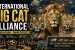 India to Host First International Big Cat Alliance Summit Summit in New Delhi