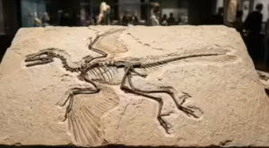 Archaeopteryx Fossil Sheds Light on Bird Evolution