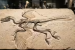 Archaeopteryx Fossil Sheds Light on Bird Evolution
