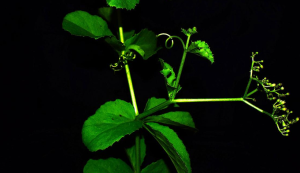 New Cyphostemma Species Found in Eastern Ghats