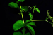 New Cyphostemma Species Found in Eastern Ghats