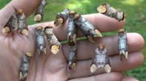 Buff-tip Moth Threatens Ladakh Farm Economy