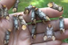 Buff-tip Moth Threatens Ladakh Farm Economy