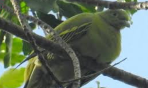 Timor Green Pigeon Faces Extinction Risk