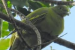 Timor Green Pigeon Faces Extinction Risk