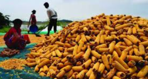 Maize Emerges as India’s Largest Ethanol Feedstock
