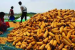 Maize Emerges as India’s Largest Ethanol Feedstock