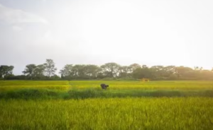 Karnataka Drafts Gram Panchayat Climate Action Plans