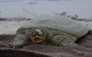 India Releases First Satellite-Tagged Ganges Soft-Shell Turtle