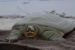 India Releases First Satellite-Tagged Ganges Soft-Shell Turtle