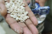 Captagon Seized in India Under Operation Ragepill