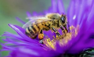 World Bee Day 2026 and Bee Decline Risks