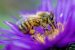 World Bee Day 2026 and Bee Decline Risks