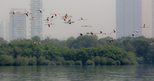Maharashtra Completes Documentation of 23,404 Wetlands