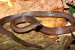 New worm-eating snake species named after Mizoram herpetologist