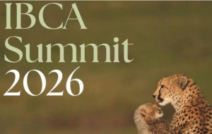 India Postpones First International Big Cat Alliance Summit