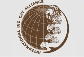 Saudi Arabia Joins International Big Cat Alliance