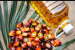 Oil Palm Productivity and India’s Edible Oil Future