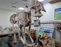 India’s First Private Medical Museum Opens in Thiruvananthapuram