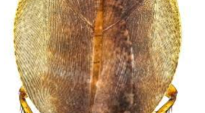 India Records 191 Cockroach Species