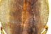 India Records 191 Cockroach Species