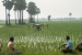 Andhra Pradesh Launches Farm to Home Model
