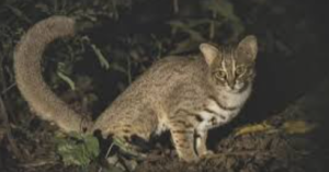 Rusty-spotted Cat Recorded in Uttar Pradesh’s National Chambal Sanctuary