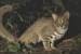 Rusty-spotted Cat Recorded in Uttar Pradesh’s National Chambal Sanctuary