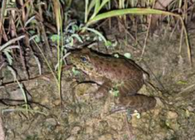 Nagaland Scientists Discover New Cascade Frog Species