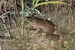 Nagaland Scientists Discover New Cascade Frog Species
