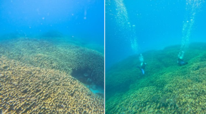 Lakshadweep Potato Patch Coral Colony Identified