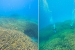 Lakshadweep Potato Patch Coral Colony Identified