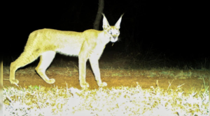 Rare Caracal Sighted in Kuno National Park