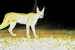 Rare Caracal Sighted in Kuno National Park